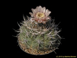 Gymnocalycium spec. 196